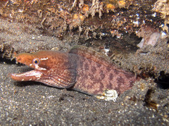 Gymnothorax zonipectis