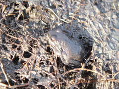 Pseudacris triseriata