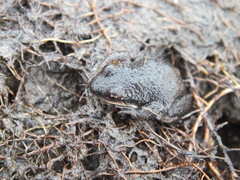 Pseudacris triseriata