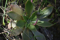Dudleya cymosa