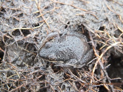 Pseudacris triseriata