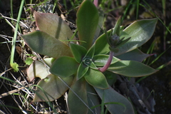 Dudleya cymosa
