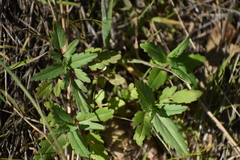 Collinsia tinctoria