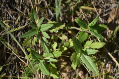 Collinsia tinctoria