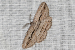 Scioglyptis loxographa