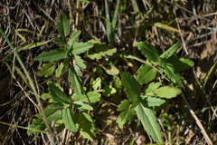 Collinsia tinctoria