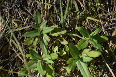 Collinsia tinctoria