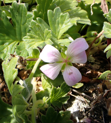 Geranium traversii
