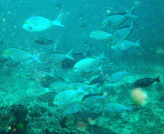 Acanthurus mata