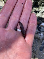 Acanthoclinus fuscus