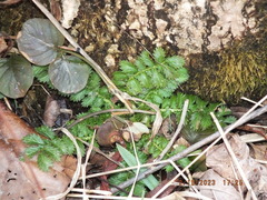 Agrimonia parviflora