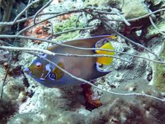 Holacanthus ciliaris