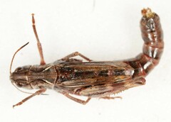 Gomphocerus sibiricus