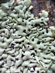 Menegazzia