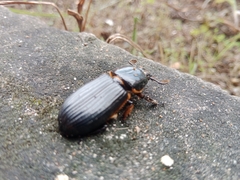 Passalus