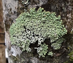 Menegazzia