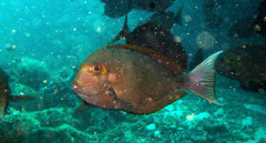 Acanthurus mata