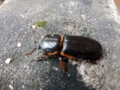 Passalus