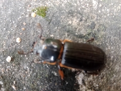 Passalus