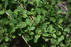 Caprifoliaceae