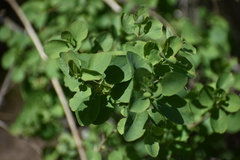 Caprifoliaceae