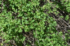 Caprifoliaceae