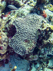 Mycetophyllia