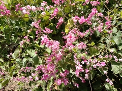 Antigonon leptopus
