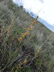 Loudetiopsis chrysothrix