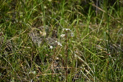 Micranthes californica
