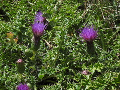 Cirsium acaule