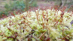 Ptychostomum capillare