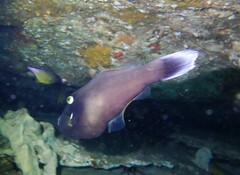 Eubalichthys bucephalus