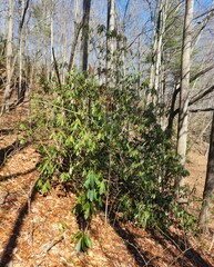 Rhododendron maximum