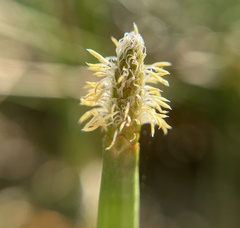 Eleocharis interstincta