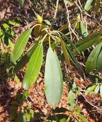 Rhododendron maximum