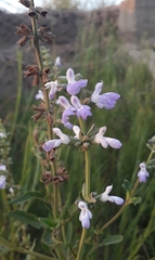 Salvia pallida
