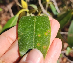 Rhododendron maximum