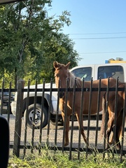 Equus caballus