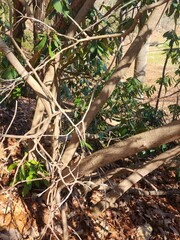 Rhododendron maximum