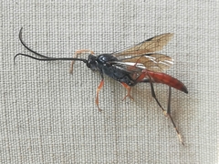 Limneriini