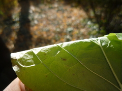 Cornus sanguinea australis