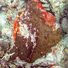 Chondrilla caribensis