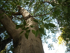 Celtis