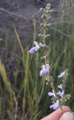 Salvia pallida