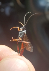 Limneriini