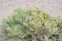 Tetraena fontanesii image