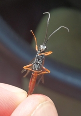 Limneriini