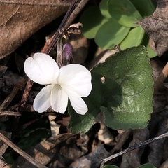 Viola alba