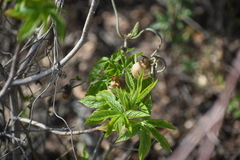 Aesculus californica